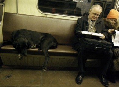 An apparently stray dog rides on the Moscow subway.