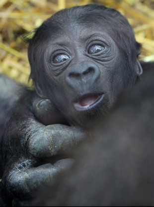 A two week old unnamed baby gorilla at Port Lympne Wild Animal Park in Kent, UK, which has become the 130th born at the Aspinall Foundation's two wildlife parks in the county.