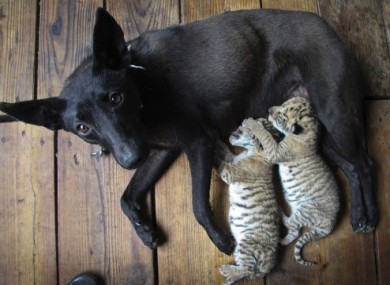 Photo taken on 19 May of the dog which is nursing the two liger cubs.