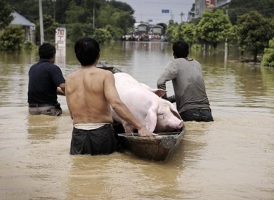 Villagers transport a pigs from a flooded pigpen in eastern China's Zhejiang province yesterday.
