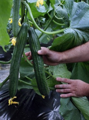 A farm worker picks a cucumber inside a greenhouse in Algarrobo, near Malaga, southern Spain