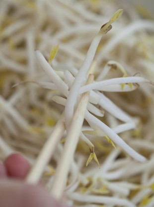 Bean sprouts have been identified as the likely cause of the outbreak (File photo)