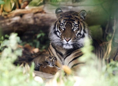 Sumatran tiger Kirana poses with her as-yet-unnamed three-day-old cub at Chester Zoo in England.