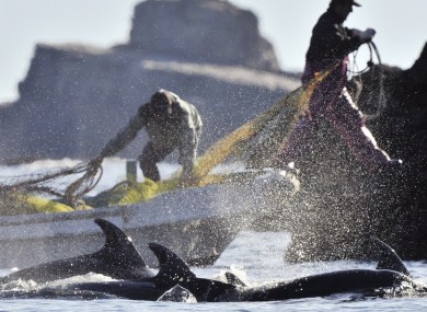 Local fishermen corner a pod of bottlenose dolphins in a bay in the town of Taiji, Wakayama Prefecture, western Japan earlier this year.
