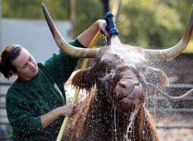 Maisie, a seven-year-old Highland Cow enjoys being washed down by Melissa Sinclair ahead of the International Highland Cattle Show in Glasgow today.