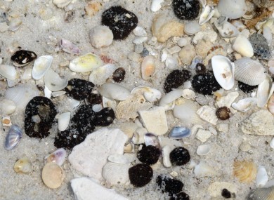 In this Sept. 14, 2011 file photo, seashells and tar balls are washed up along Gulf Islands National Sea Shore near Pensacola Beach, Fla.