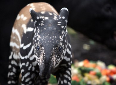 3-week-old baby Malayan tapir Nadira takes a first look at her new enclosure at Edinburgh Zoo.