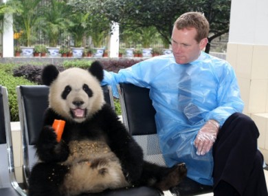 British state minister Jeremy Browne lunches with a giant panda in Yaan, China.