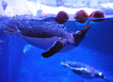 Penguin and Apple (geddit?) are among those being investigated by the Commission.