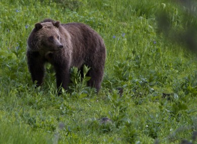 Not the bear in question