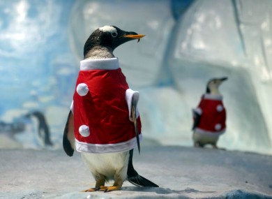 Two penguins dressed as Santa Claus at Tianjin Polar Ocean World in Tianjin, China