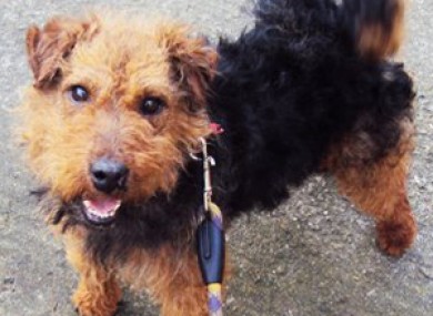 Curley is one of the five dogs stolen from the GSPCA animal sanctuary at Heathlawn.