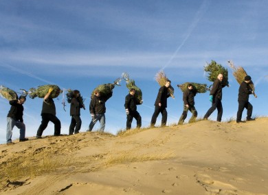 Discarded Christmas trees are abandoned on sand dunes in Lancashire, in the hope that they will catch passing sand and help to generate the dunes.