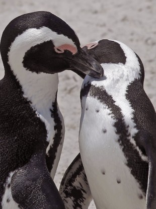 African Penguins at Boulders Beach on the outskirts of the city of Cape Town, South Africa, Thursday, Jan 19, 2012.