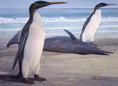 An undated illustration released by University of Otago depicting the now-extinct Kairuku.