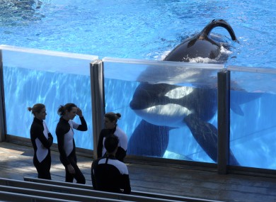 A killer whale in Seaworld Orlando in Florida.