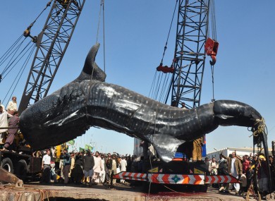 The whale shark carcass being lifted by crane in Karachi yesterday.