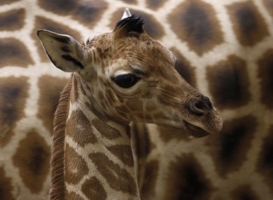 A 6-day-old Rothschild giraffe photographed in Prague Zoo today.