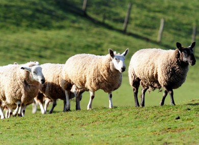 Sheep in a Derbyshire field yesterday