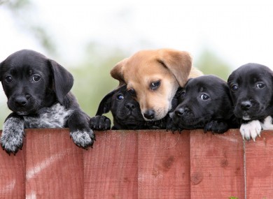 So we're facing into a referendum campaign... here, cuddle a puppy.