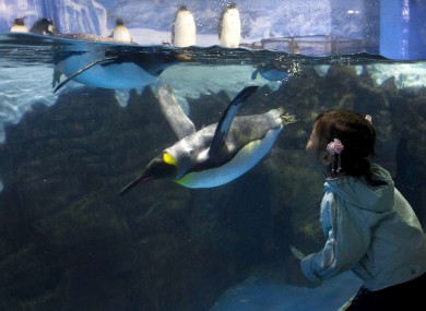 (AP Photo/Andy Wong) A child tries to kiss a penguin swimming inside an aquarium through glass at the Laohutan Ocean Park in Dalian, China.