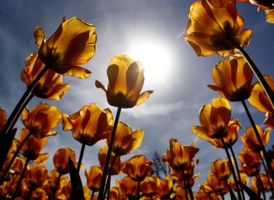 Tulips in full blossom are pictured against the sun in Munich, Germany, Friday, April 27, 2012