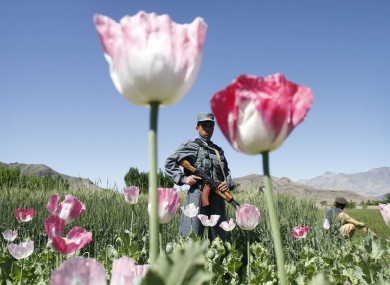 An Afghan policeman stands guard in an opium poppy field in Alingar, Laghman province east of Kabul, Afghanistan, Monday, April 30, 2012