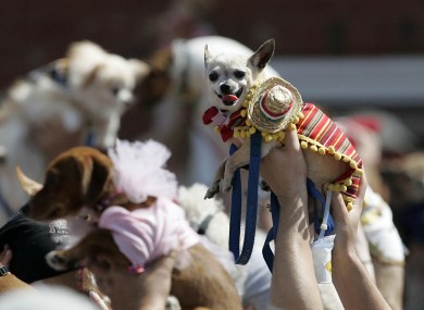 People raise their costumed Chihuahuas during the inaugural Cinco de Mayo Chihuahua parade.