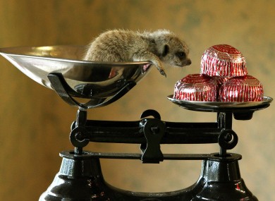 Tunnock, a three-week-old meerkat is weighed at Blair Drummond Safari Park. He weighs the same as four tea cakes.