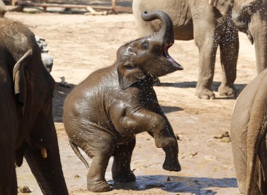 Asian elephant Nayan enjoys some cooling water today at Chester Zoo.