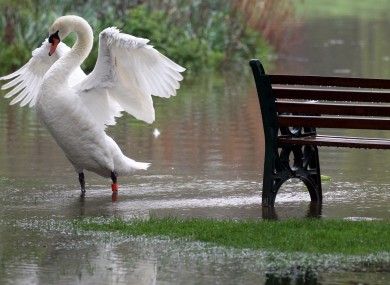 A Swan stretches it's wings as it takes advantage of flooded parkland at St Neots, in Cambridgeshire