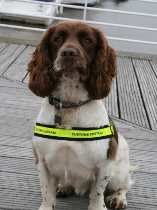 Alfie, on the job in Rosslare.