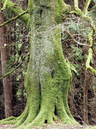 Glen Ding Wood near Blessington in County Wicklow