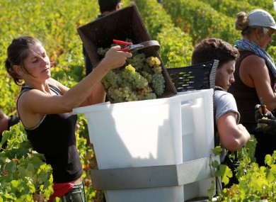 Workers collect white grapes in the vineyards of Chateau Haut Brion, near Bordeaux, southwestern France last month.