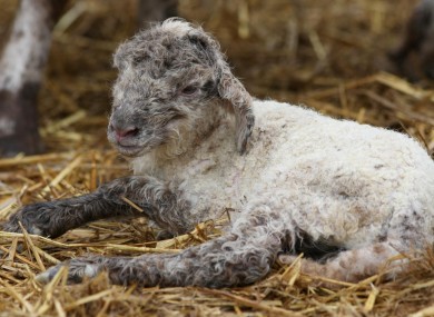 A new born lamb at Mayfield Farm, in Suffolk, England after farmer Andrew Foulds lost 75 lambs to the Schmallenberg virus in February.