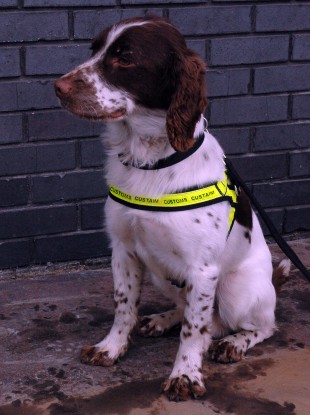 Revenue sniffer dog Carby was hard at work today.