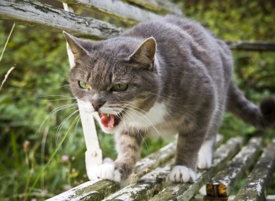Scared of kitty? You should be.