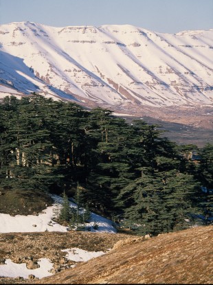 Ancient cedar trees in Lebanon.