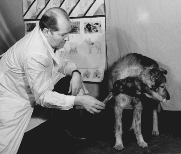 The history of the twoheaded dog experiment · TheJournal.ie