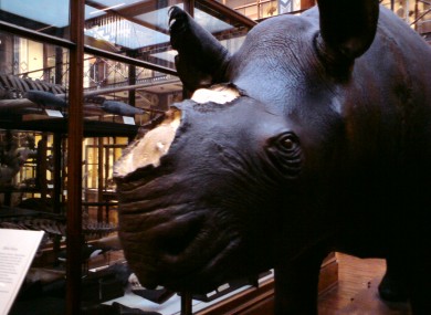 The hornless rhino on display at the Natural History Museum.