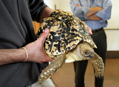 Cashew the tortoise. Not stolen.