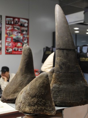 Rhino horns like these ones being smuggled in Thailand in January have been stolen from National Museum Archives.