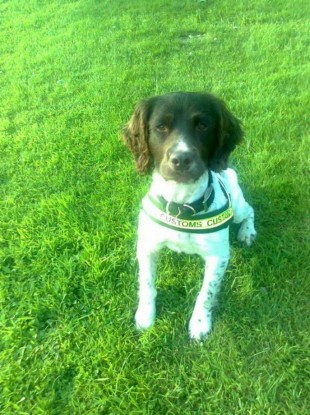 Revenue sniffer dog Ralph.