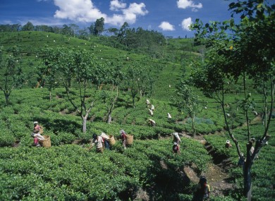 Tea pickers in a tea plantation in Sri Lanka last December.