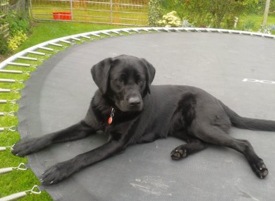 Darcy relaxing.