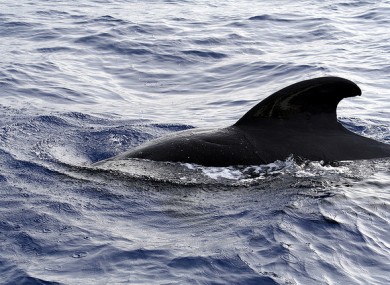 File photo of a pilot whale fin