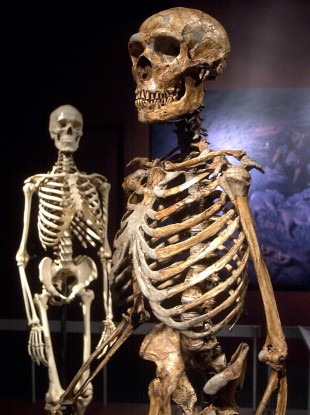 A reconstructed Neanderthal skeleton, right, is contrasted to a modern human version of a skeleton in a display in 2003 of some of the finds from the Atapuerca caves.