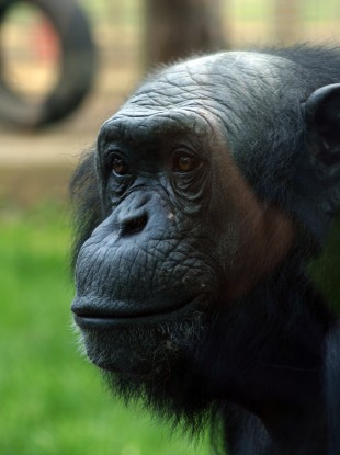 Louis at 37 years of age