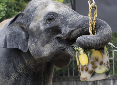 An elephant tries to keep cool eating fruits in ice at Seoul Zoo in South Korea this morning. The heatwave there is hitting the mid-30 degrees Celsius.
