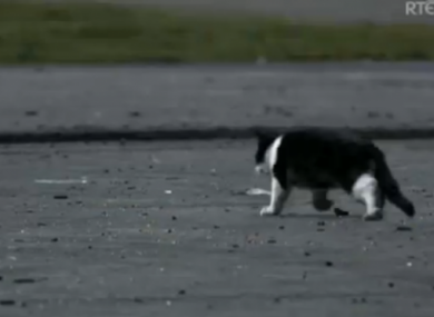 Cleo, Love/Hate cat and instigator of debate at TheJournal.ie